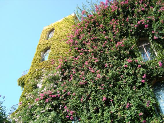 Estupenda buguenvíl·lia que cobreix tota la pared